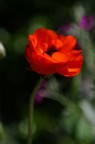 Fiore Sfocato Fiore Sfocato