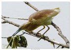 Visto che la Sgarza tira... Visto che la Sgarza tira...