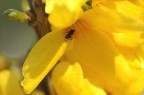 formica formica