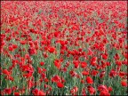 mar rosso mar rosso