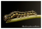 Caterpillar