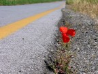 Voglia di Vivere Voglia di Vivere