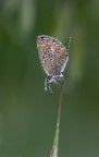 Affilata Affilata