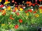 Allegoria di colori Allegoria di colori