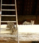 Cats Cats