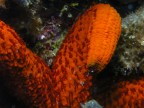 LE BRACCIA ROSSE LE BRACCIA ROSSE