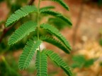 Nella natura Nella natura