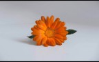 ..for you ..for you