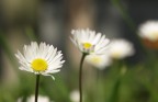 Daisy Daisy