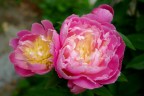 Peonia Peonia