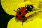 La Coccinella septempunctata dai sette punti � un coleottero appartenente alla famiglia dei Coccinellidi. Si tratta di una delle coccinelle pi� comuni nelle nostre regioni; � anche una delle pi� grosse, raggiungendo la lunghezza di 8 mm. In giugno e in luglio le coccinelle divengono sempre pi� numerose. Le piccole larve, dapprima nerissime, vivono in societ�, aggirandosi nei luoghi dove abbondano le colonie dei pidocchi.