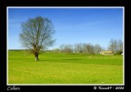 L'albero L'albero