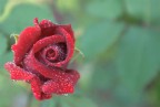rosa2 rosa2