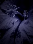 Rapsodia in Blu Rapsodia in Blu