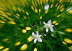 Flower-panning