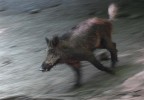 cinghiale in corsa