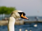 Cigno Cigno