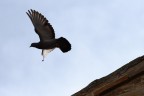 Volo Volo