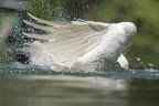 Ala Cigno Ala Cigno