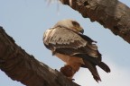 Brown Eagle from Samburu