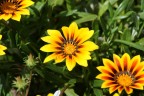Flower Flower
