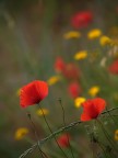 poppies poppies