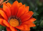 Orange Orange