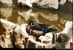 accovacciata accovacciata