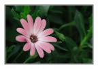fiore rosa. fiore rosa.