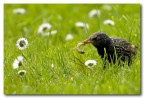 sturnus vulgaris sturnus vulgaris