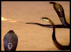 snake's snake's
