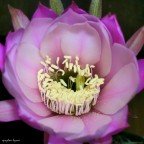 Echinopsis