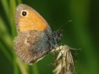 butterfly butterfly