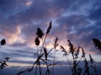 le solite canne... le solite canne...