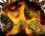 RICCIO APPENA PESCATO RICCIO APPENA PESCATO
