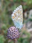 farfalla sul fiore farfalla sul fiore