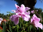 FIORE FIORE