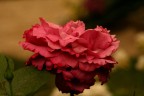 foglia in fiore? foglia in fiore?