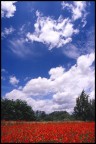 papaveri e nuvole papaveri e nuvole