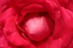 Petali Petali