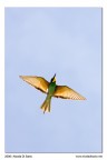 Gruccione (in volo) Gruccione (in volo)