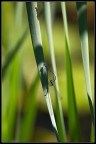 Libellule in accoppiamento Libellule in accoppiamento