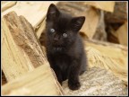Il Gattino Divino Il Gattino Divino