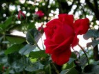 Rosa Rossa 01 Rosa Rossa 01