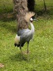 Gru coronata Gru coronata