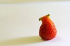 Fragola cornuta Fragola cornuta
