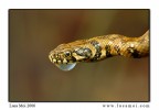 Biscia d'acqua Biscia d'acqua