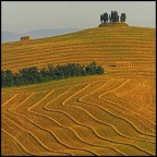 grafismo naturale grafismo naturale