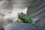 iguana iguana