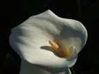 calla calla